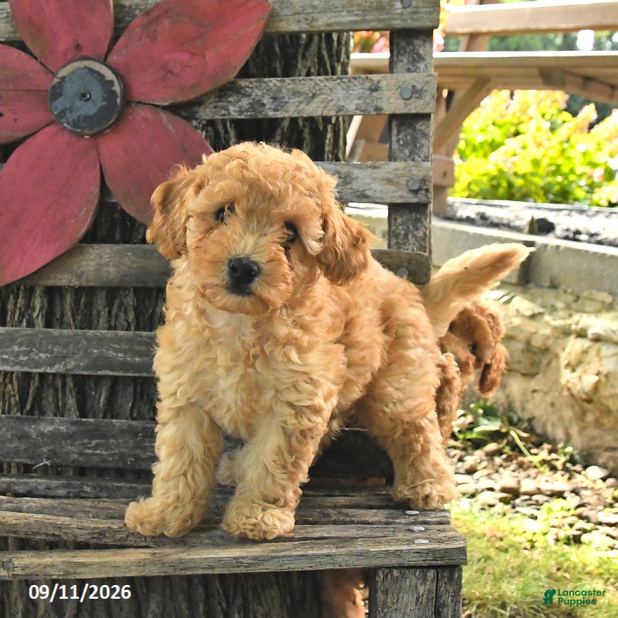 Havapoo dogs Teddy - Ad 2