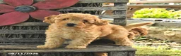 Havapoo dogs for sale: Teddy - Ad 2