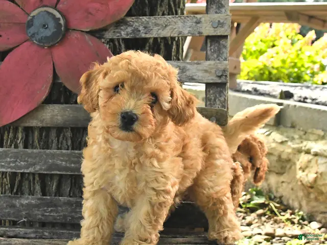 Havapoo dogs Teddy - Ad 2
