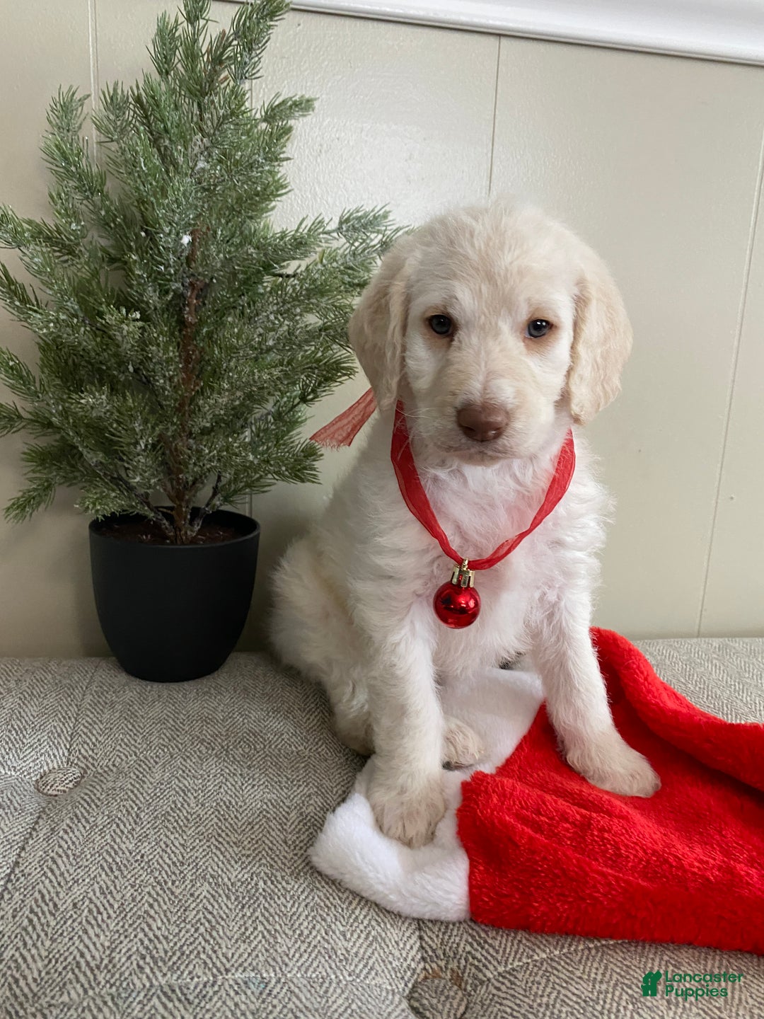 Labradoodle dogs for sale: Snowflake - Ad 32