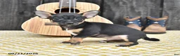 Chihuahua dogs for sale: Jasper - Ad 3