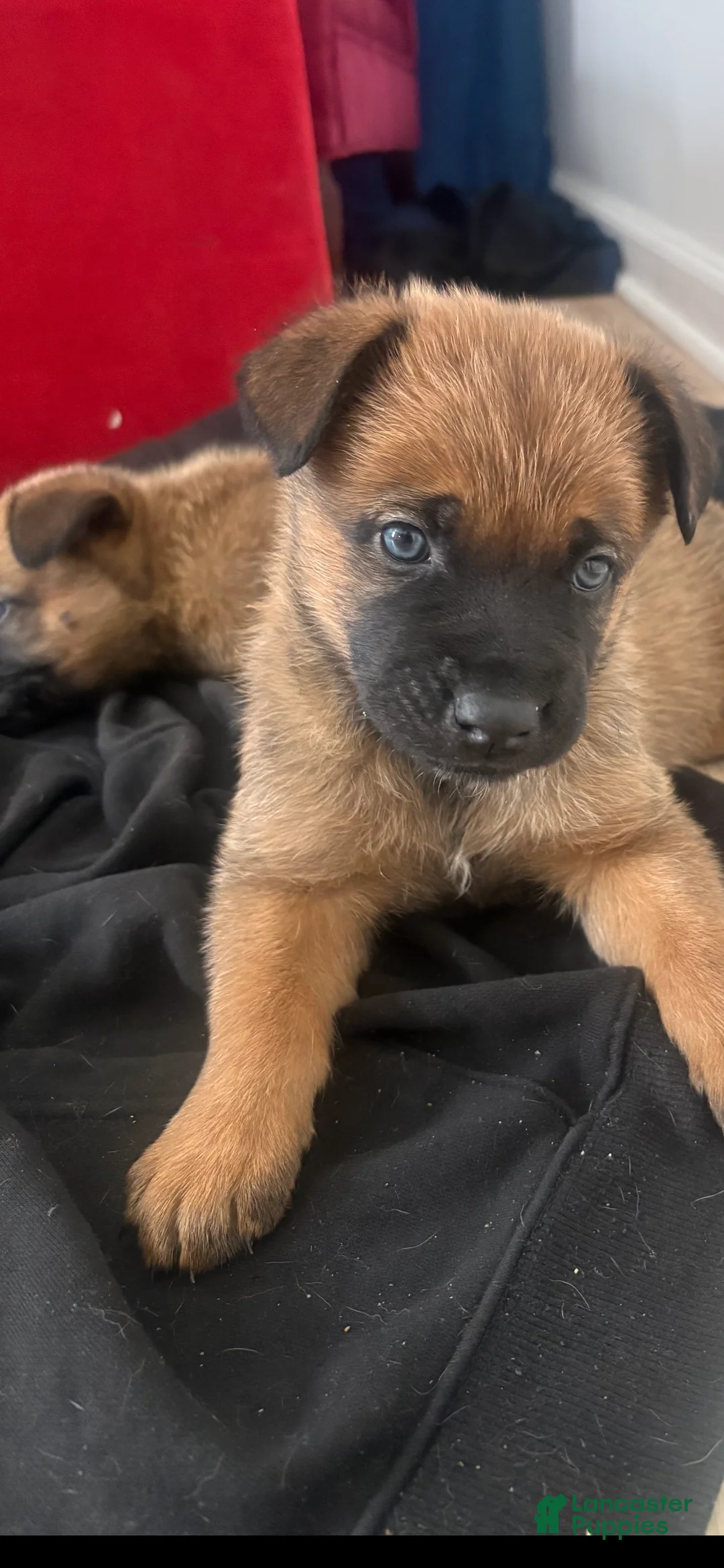 German Shepherd dogs for sale: German Shepherd Puppy 5 - Ad 1