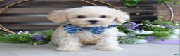 Maltipoo dogs for sale: Elliot - Ad 6