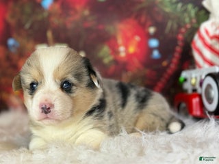 Welsh Corgi Pembroke dogs ACA jingle DNA clear full tail Bluie Fluffy Carrier - Ad 7