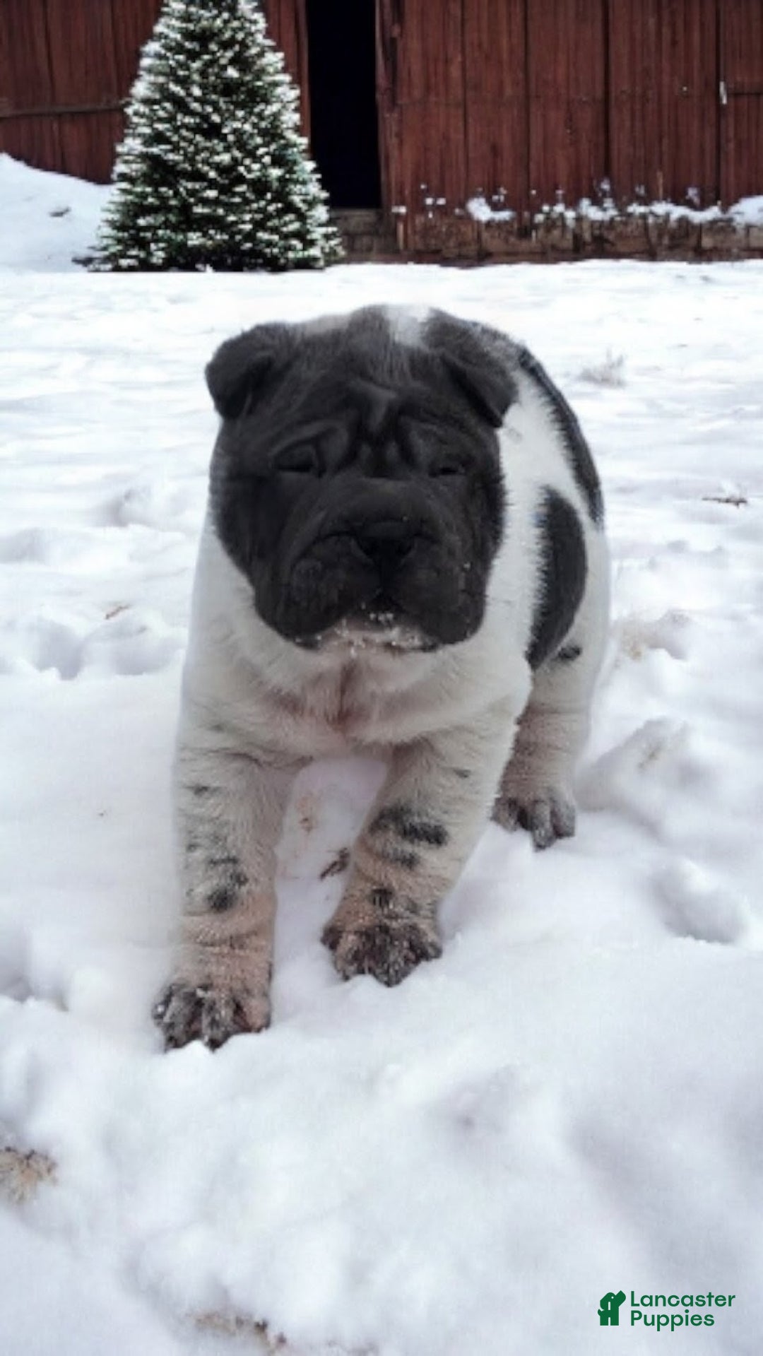Shar Pei dogs for sale: Bluebelle blue flower mini  - Ad 3