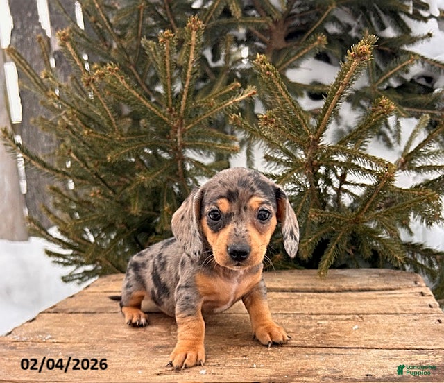 Miniature Dachshund dogs Casey - Ad 2