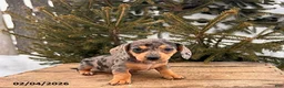 Miniature Dachshund dogs for sale: Casey - Ad 2