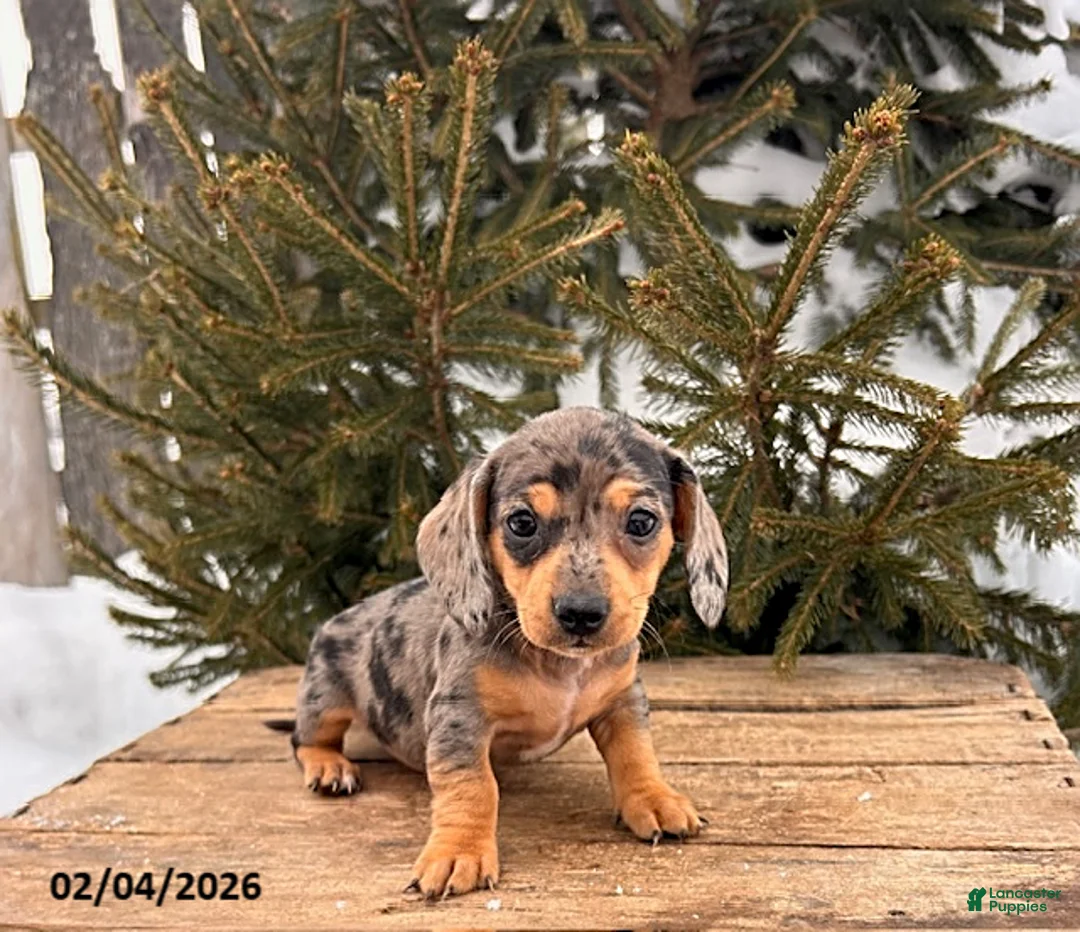 Miniature Dachshund dogs for sale: Casey - Ad 2