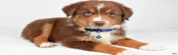 Miniature Australian Shepherd dogs for sale: Jett - Ad 4