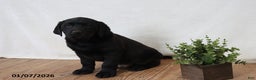 Labrador Retriever dogs for sale: Friskey - Ad 5