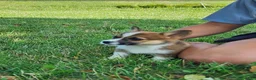 Welsh Corgi Pembroke dogs for sale: Fern - Ad 6