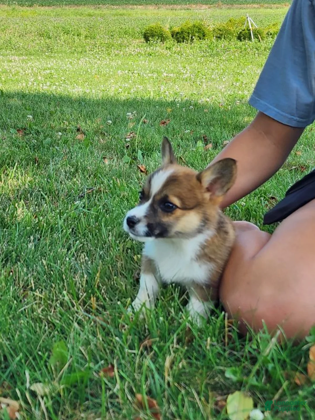 Welsh Corgi Pembroke dogs for sale: Fern - Ad 6