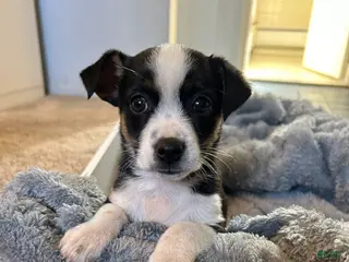 Mixed Breed dogs Mixed Breed Puppy 2 - Ad 3