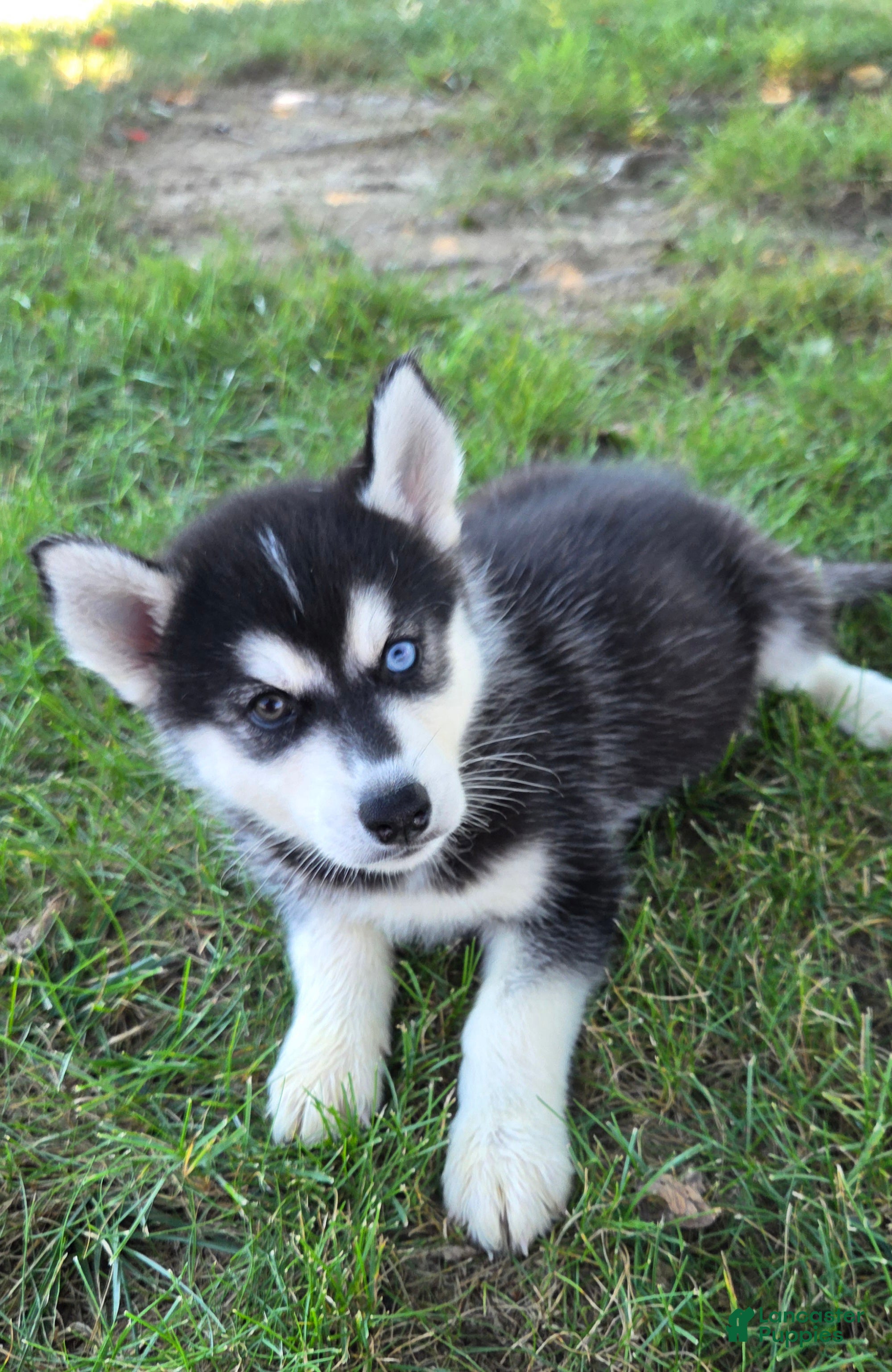 Siberian Husky dogs Gage - Ad 2