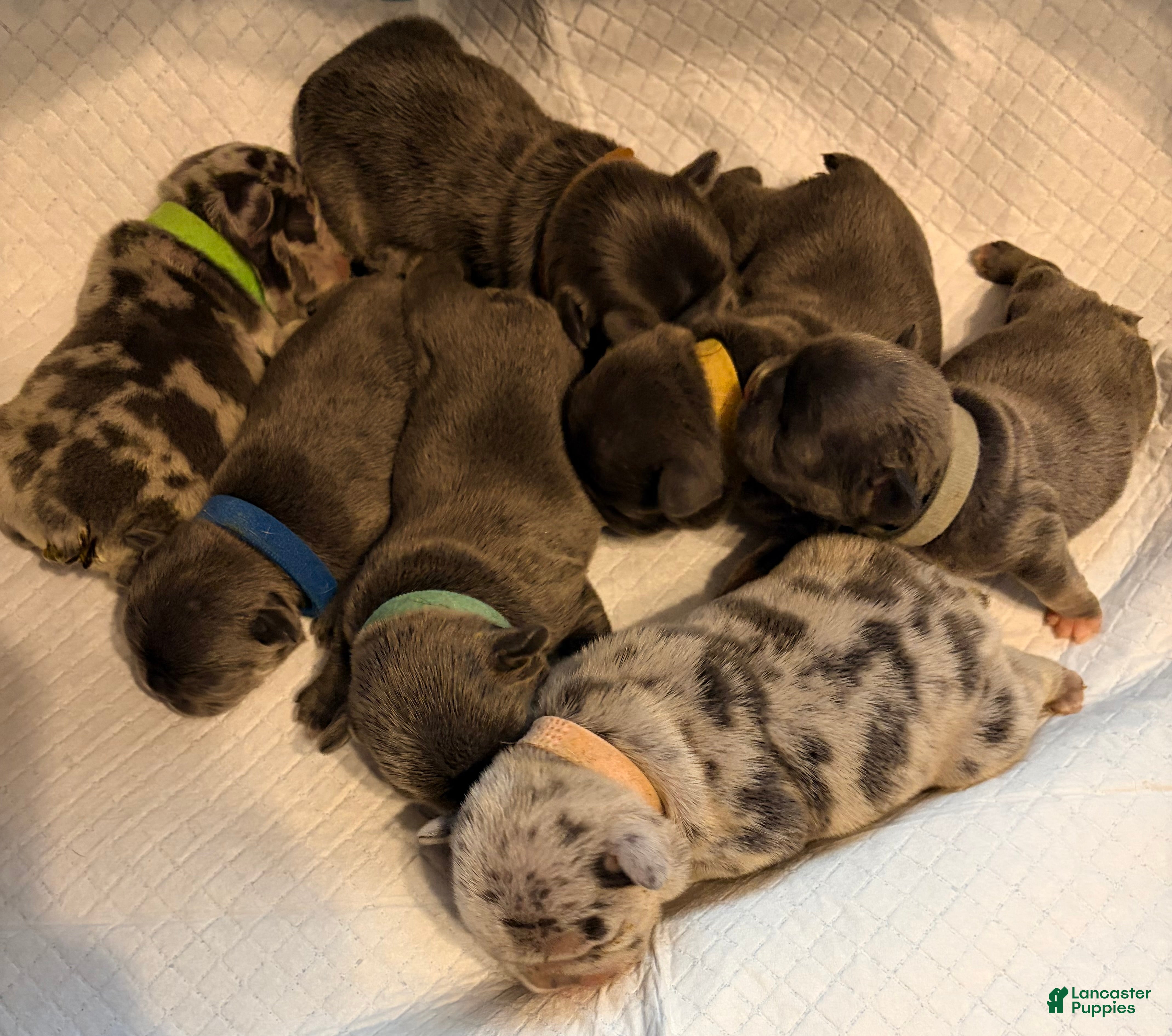 French Bulldog dogs French Bulldog Puppy 6 - Ad 25