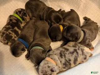 French Bulldog dogs French Bulldog Puppy 6 - Ad 25