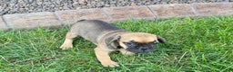 French Bulldog dogs for sale: Candice - Ad 4