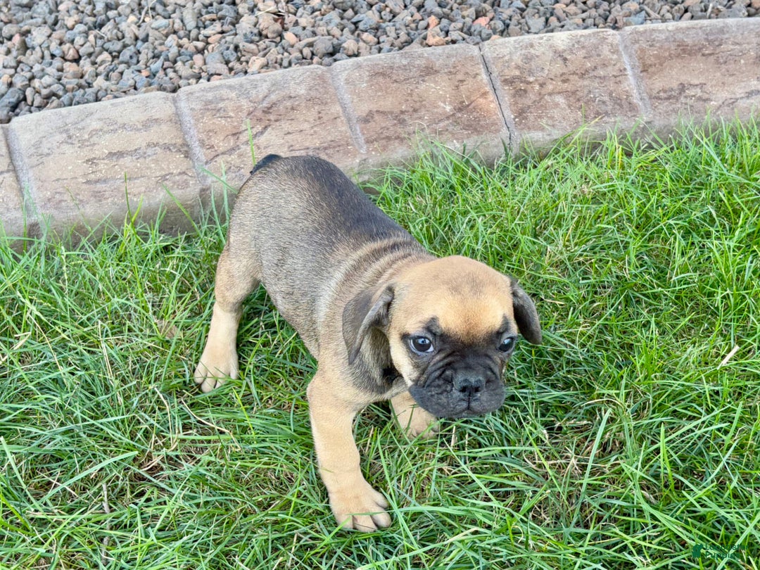 French Bulldog dogs for sale: Candice - Ad 4