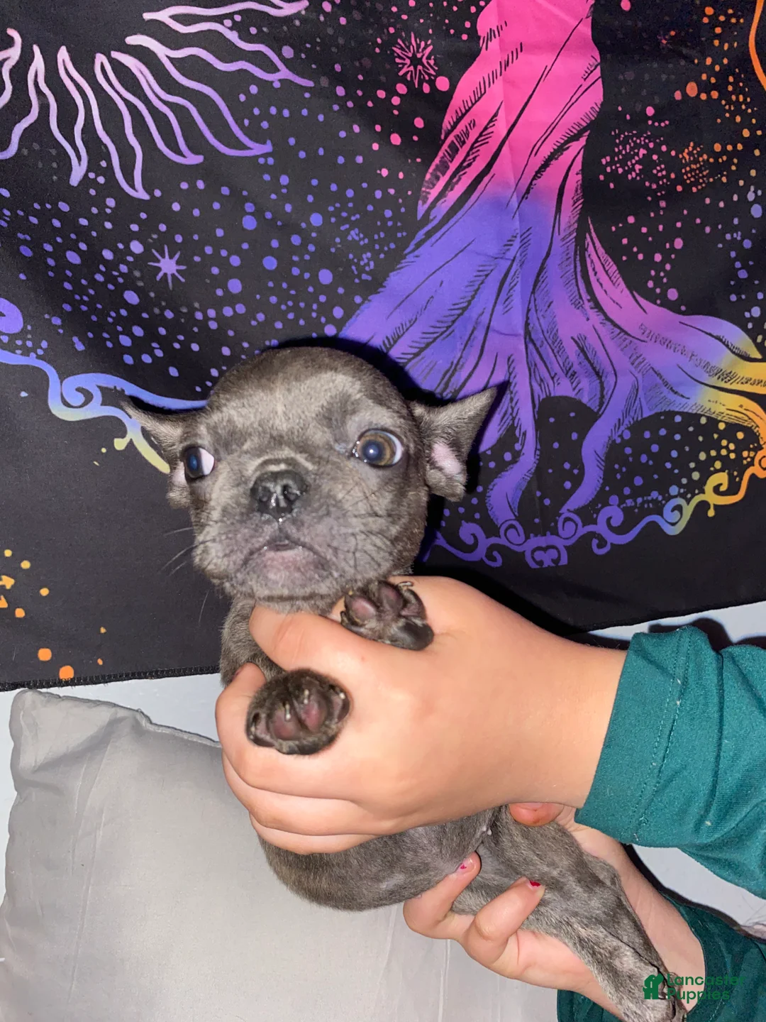 French Bulldog dogs for sale: Littel bit - Ad 2
