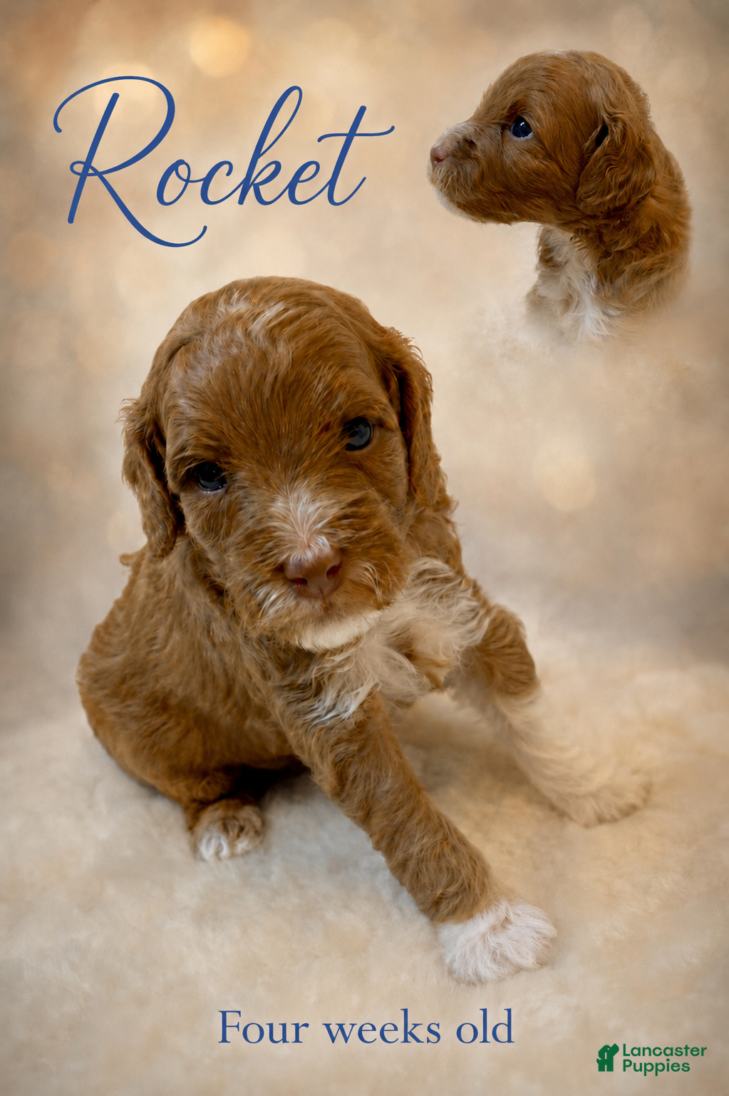 Mini Goldendoodle dogs Rocket - Ad 1