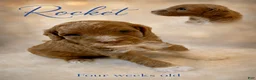 Mini Goldendoodle dogs for sale: Rocket - Ad 1
