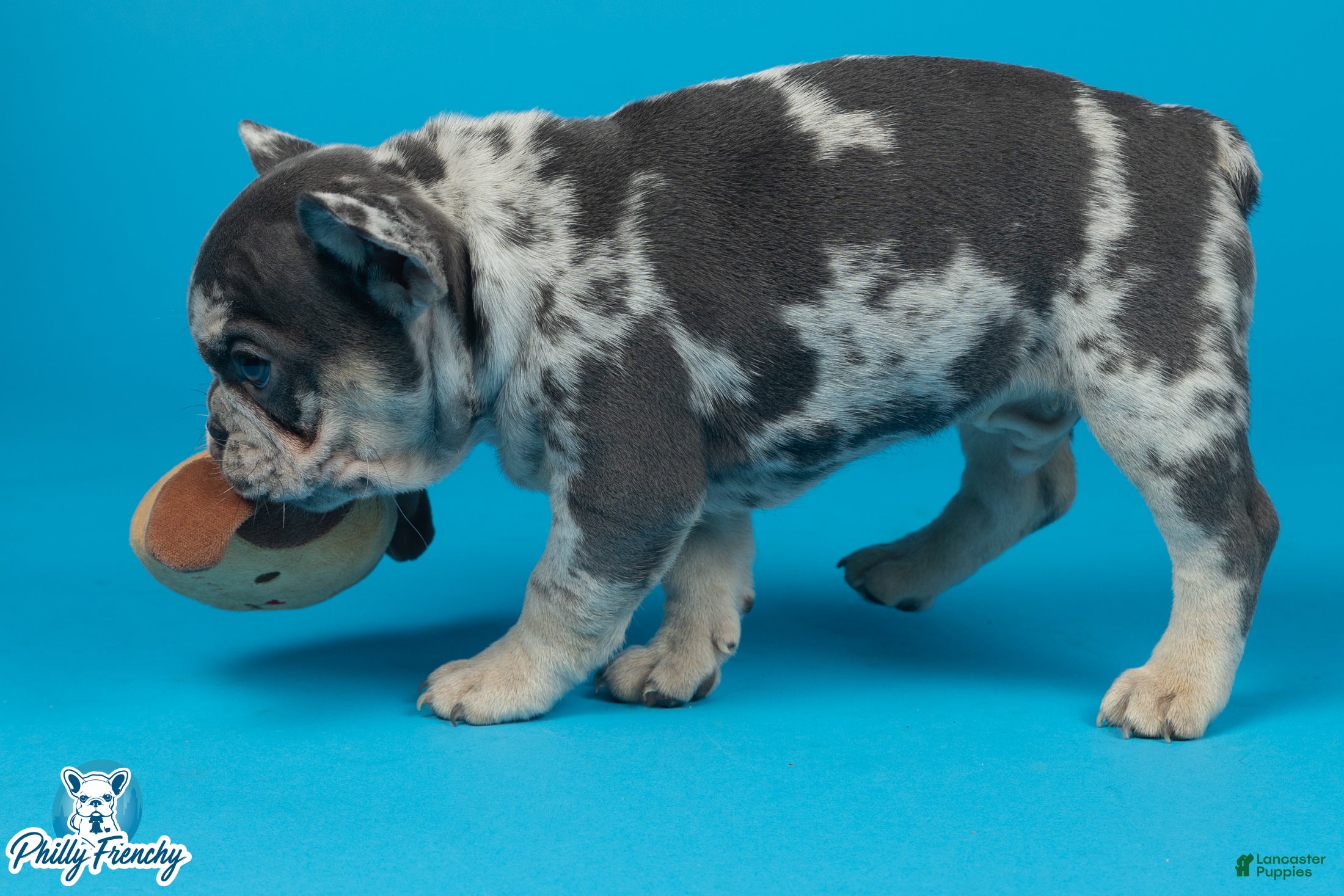 French Bulldog dogs French Bulldog 1 - Ad 2