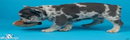 French Bulldog dogs for sale: French Bulldog 1 - Ad 2