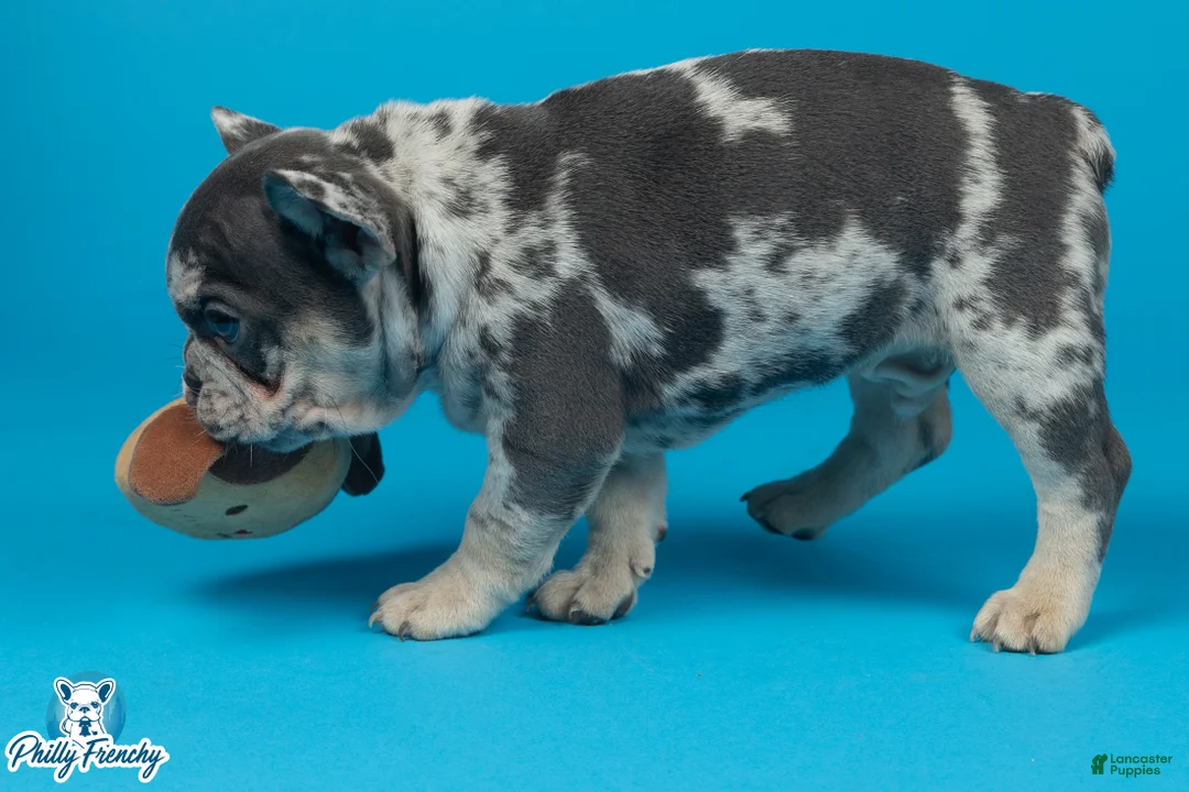 French Bulldog dogs for sale: French Bulldog 1 - Ad 2