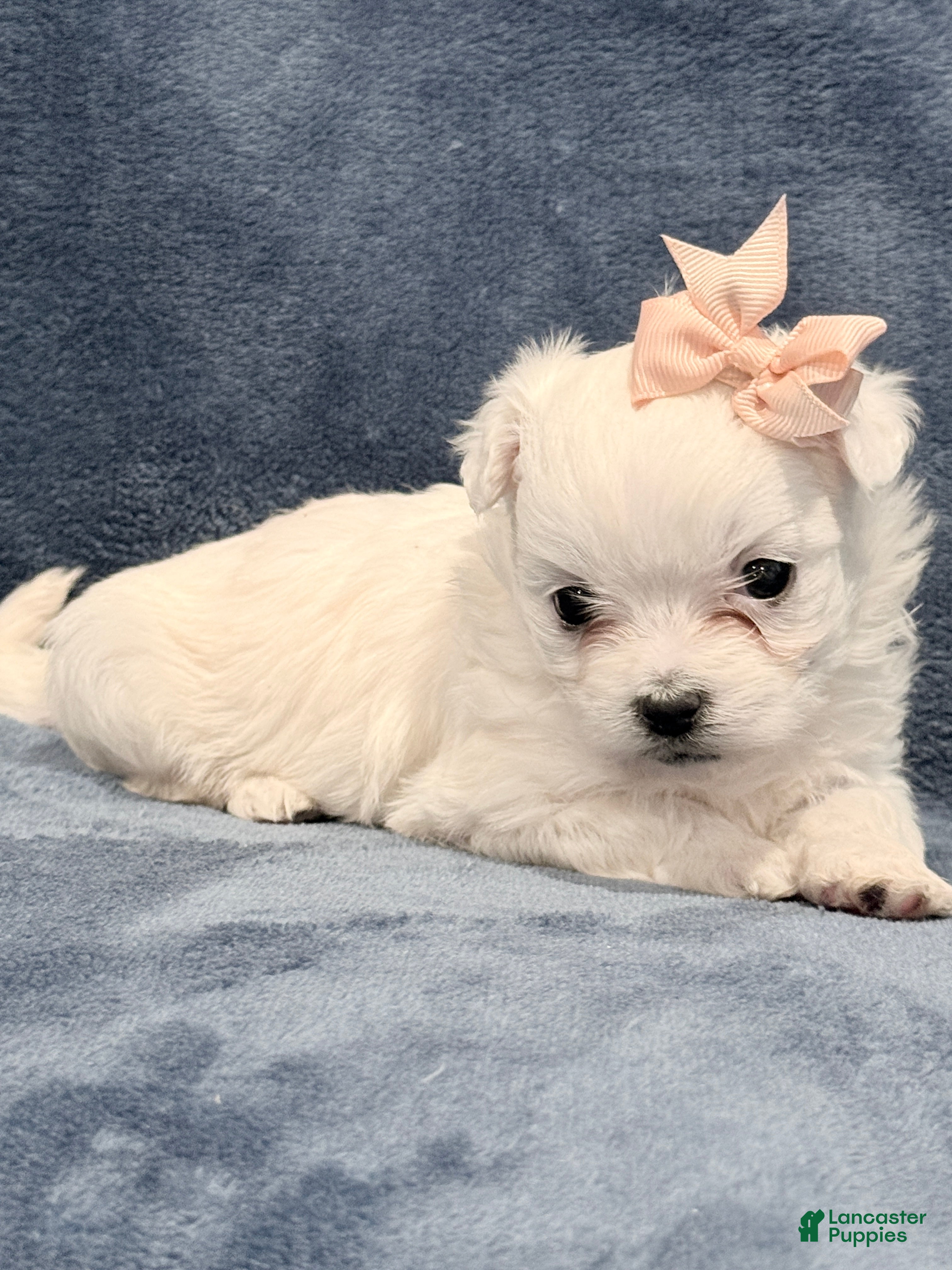 Maltipoo dogs Maltipoo Puppy 2 - Ad 3