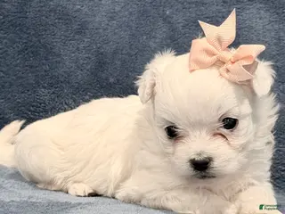 Maltipoo dogs Maltipoo Puppy 2 - Ad 3