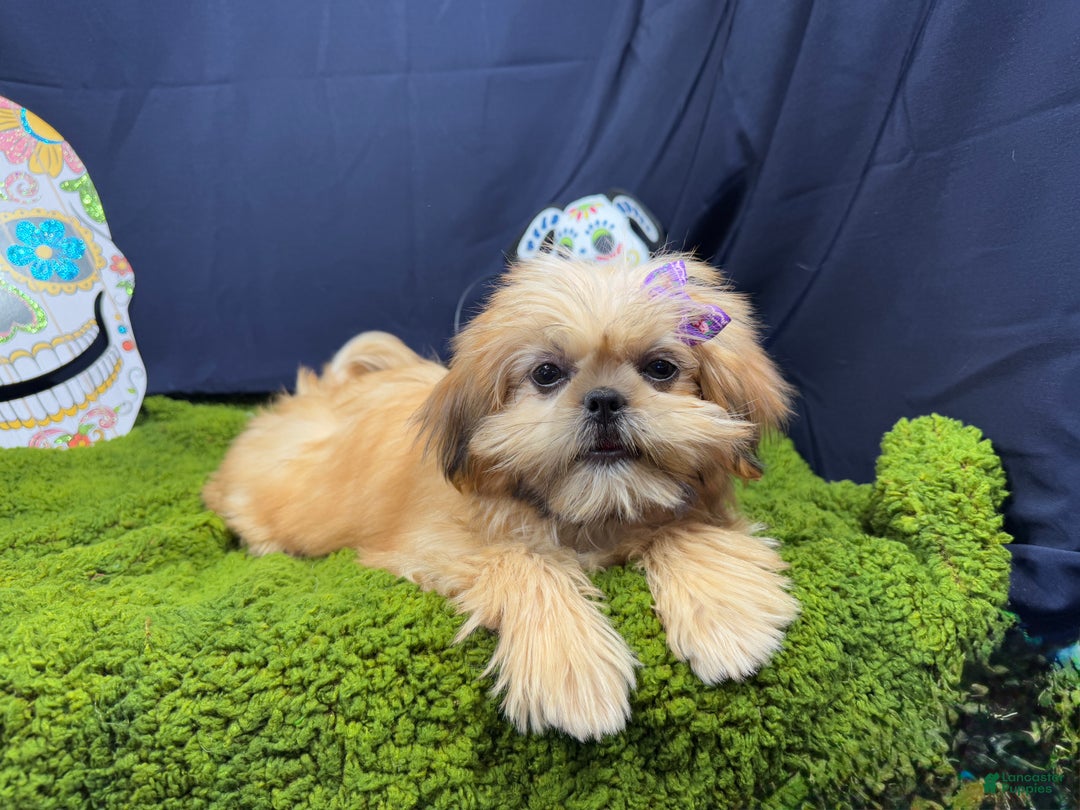 Shih Tzu dogs for sale: Shih Tzu Puppy 1 - Ad 3