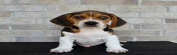 Beagle dogs for sale: Pokey - Ad 5