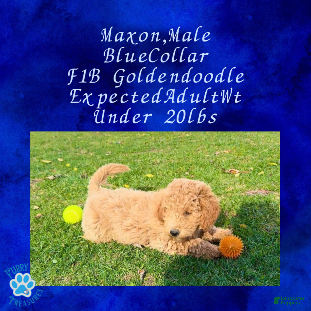 Goldendoodle dogs for sale: Maxon “ Blue Collar” Male - Ad 5