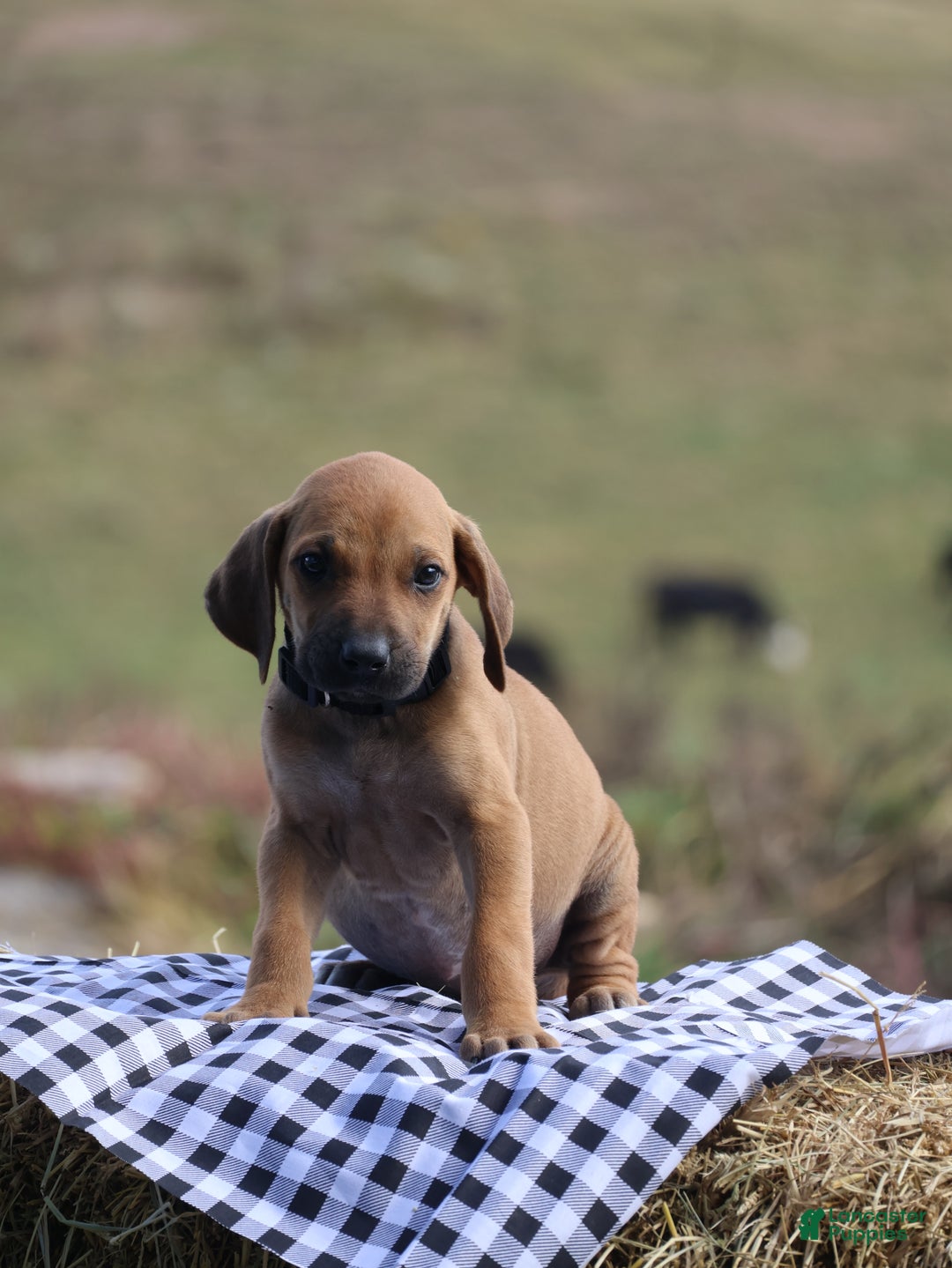 Rhodesian Ridgeback dogs for sale: Colt - Ad 1
