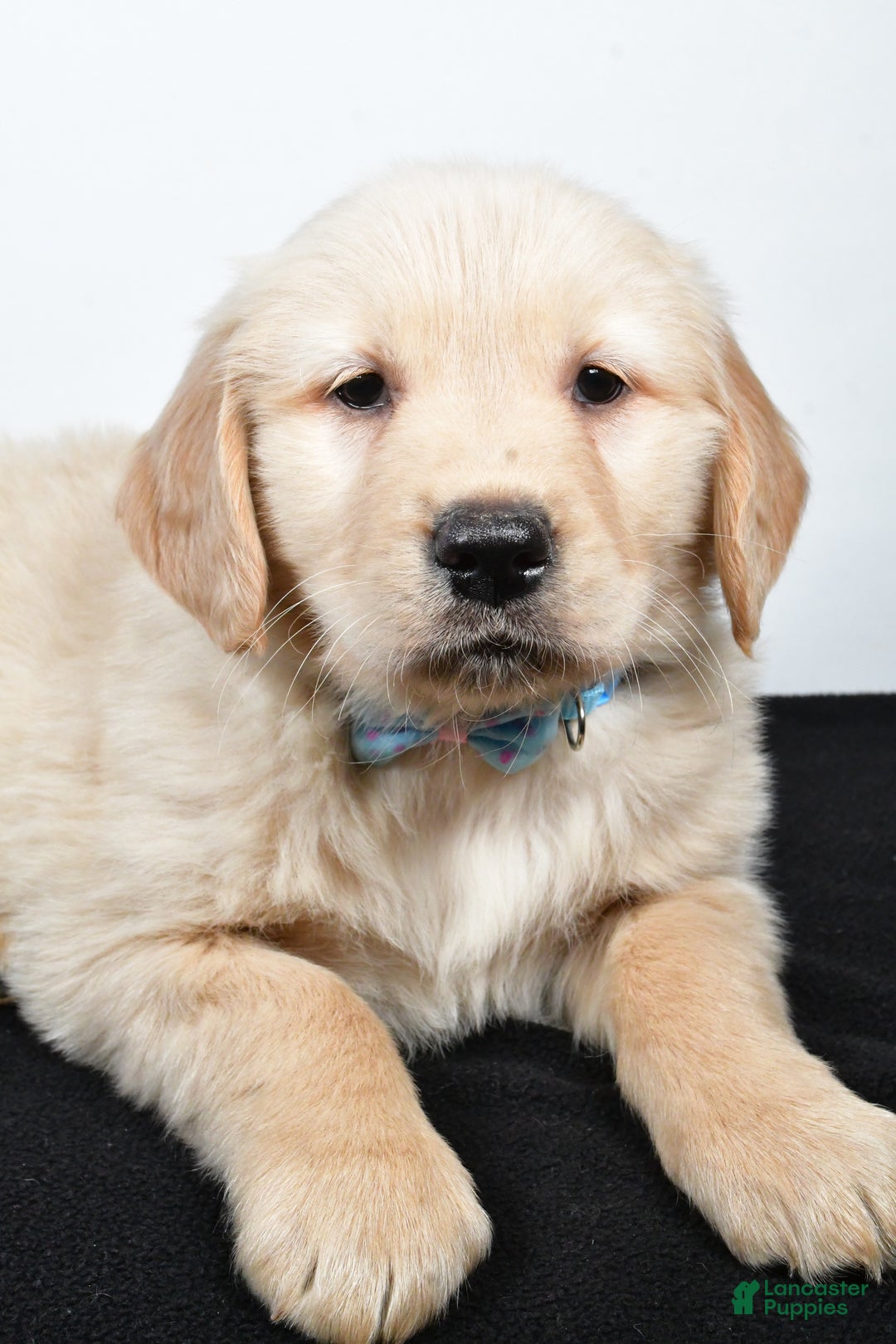 Golden Retriever dogs for sale: Jake - Ad 3