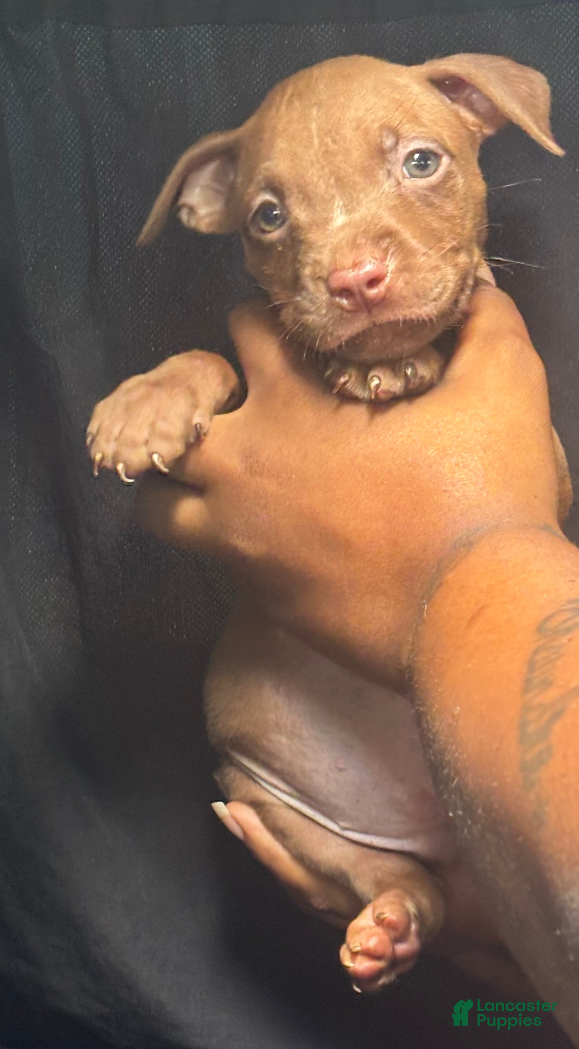 American Pit Bull Terrier dogs American Pit Bull Terrier 4 - Ad 34