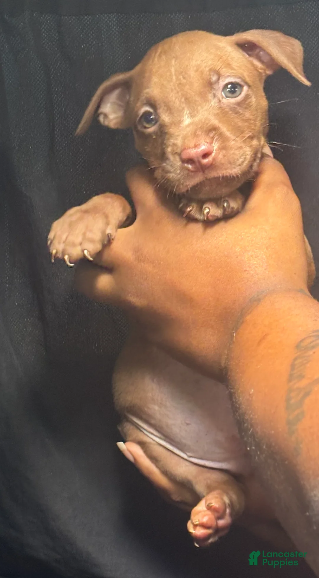 American Pit Bull Terrier dogs for sale: American Pit Bull Terrier 4 - Ad 1