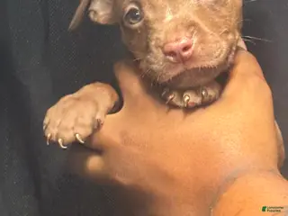 American Pit Bull Terrier dogs American Pit Bull Terrier 4 - Ad 34