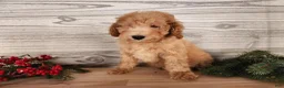 Mini Goldendoodle dogs for sale: Indy - Ad 20