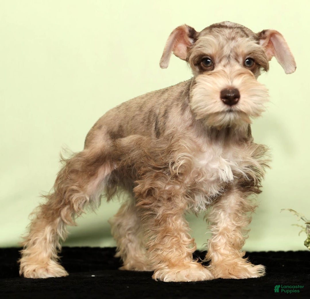 Miniature Schnauzer dogs for sale: Hunter - Ad 3