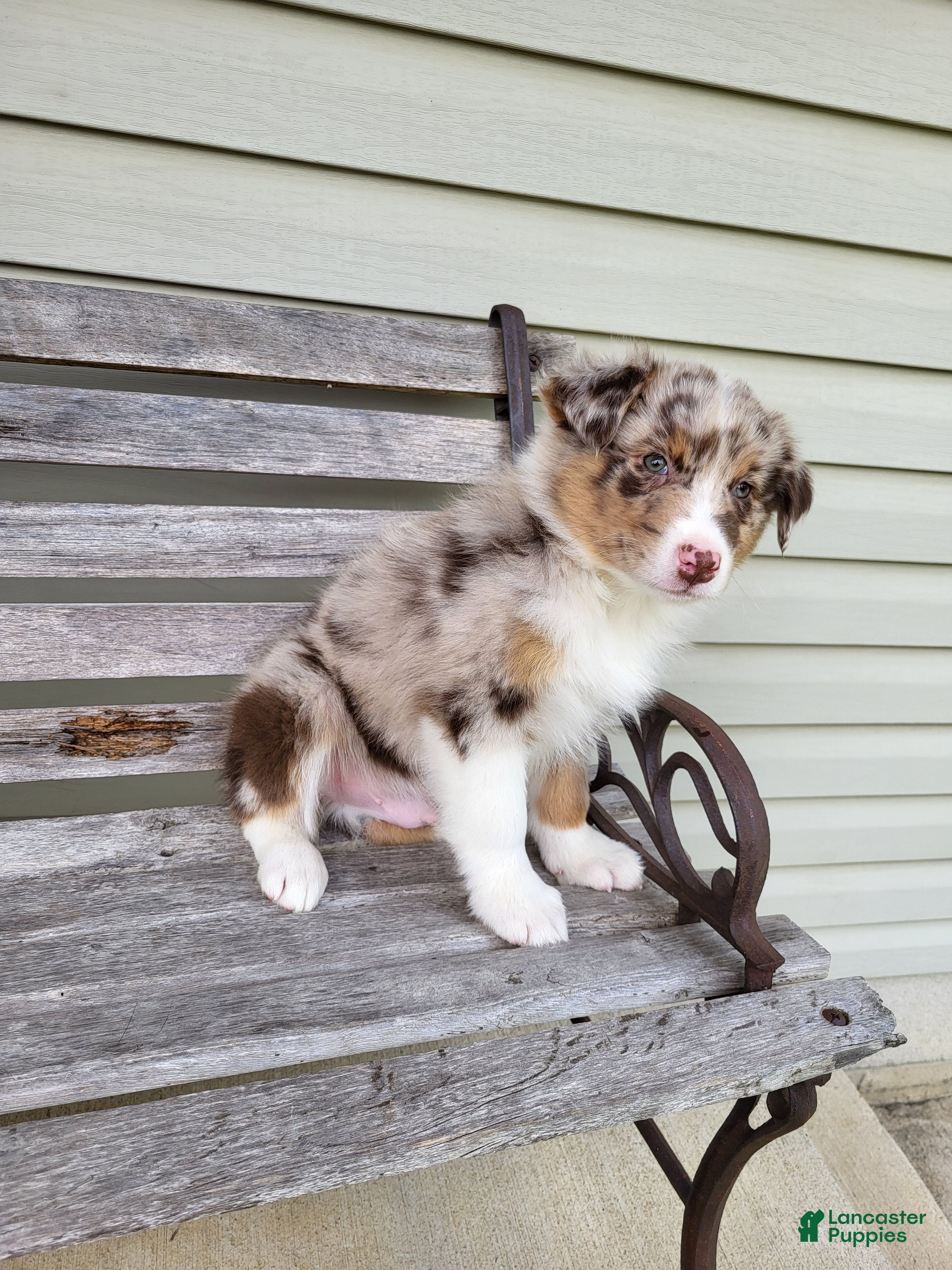 Australian Shepherd dogs Freddie  - Ad 1