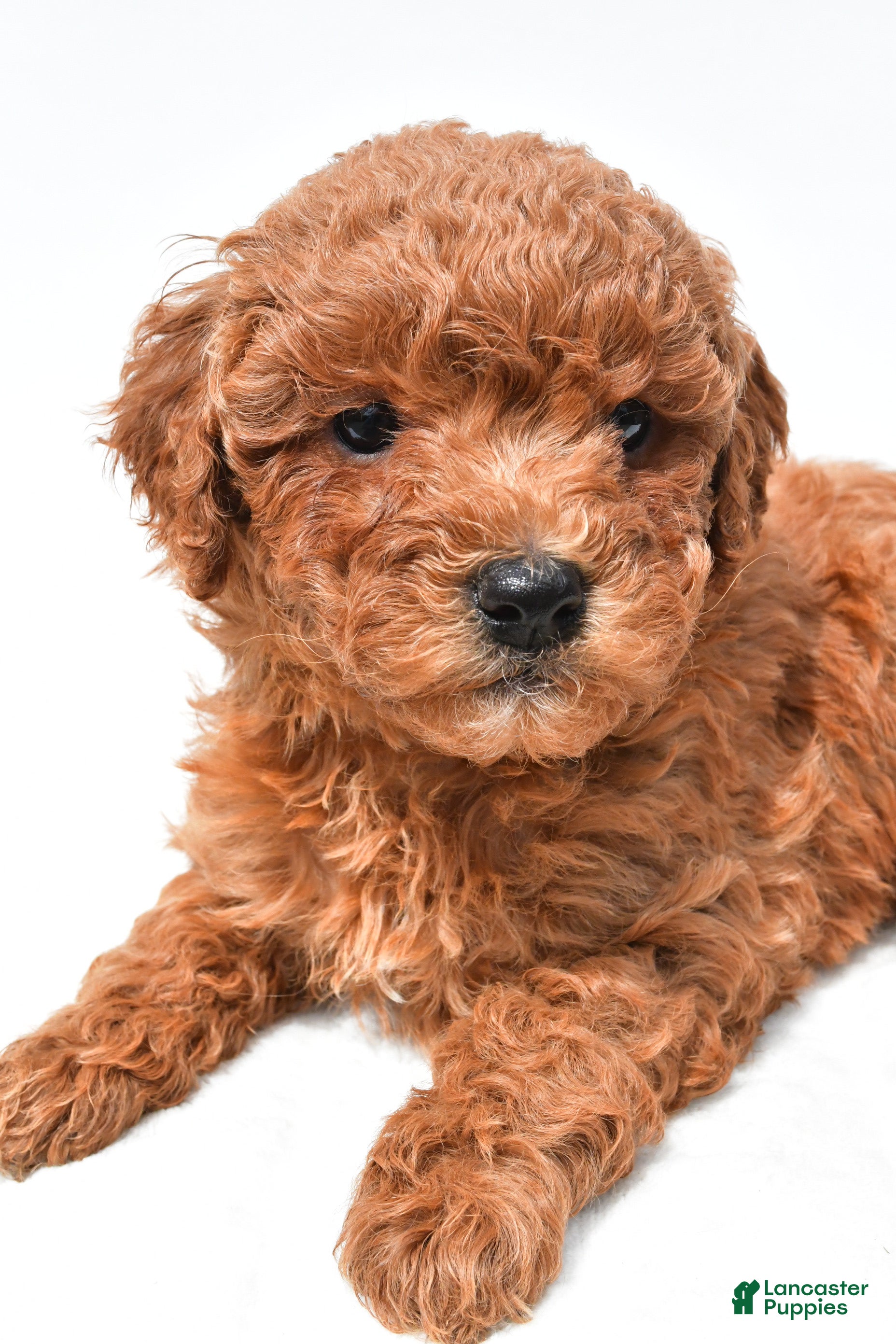 Mini Goldendoodle dogs Jill - Ad 2