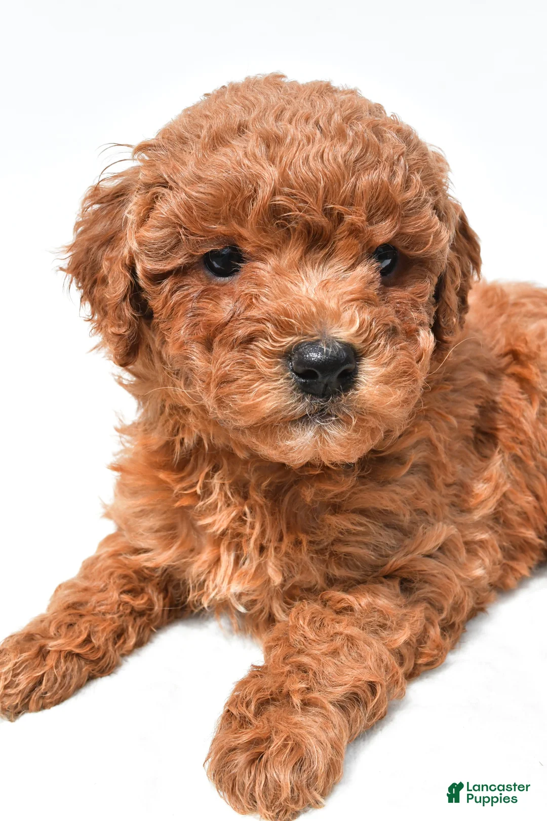 Mini Goldendoodle dogs for sale: Jill - Ad 2