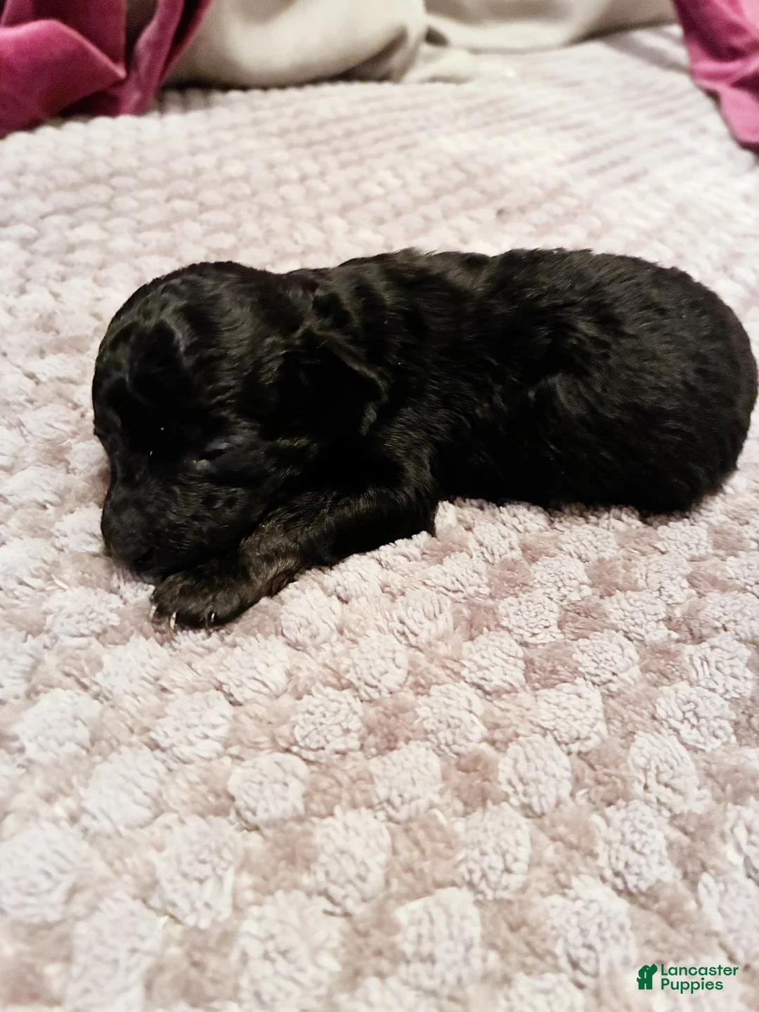 Toy Poodle dogs for sale: Alexas Toy Poodle Puppy - Ad 3