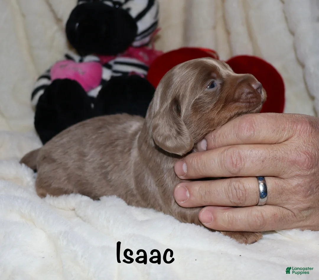 Miniature Dachshund dogs for sale: Isaac - Ad 11