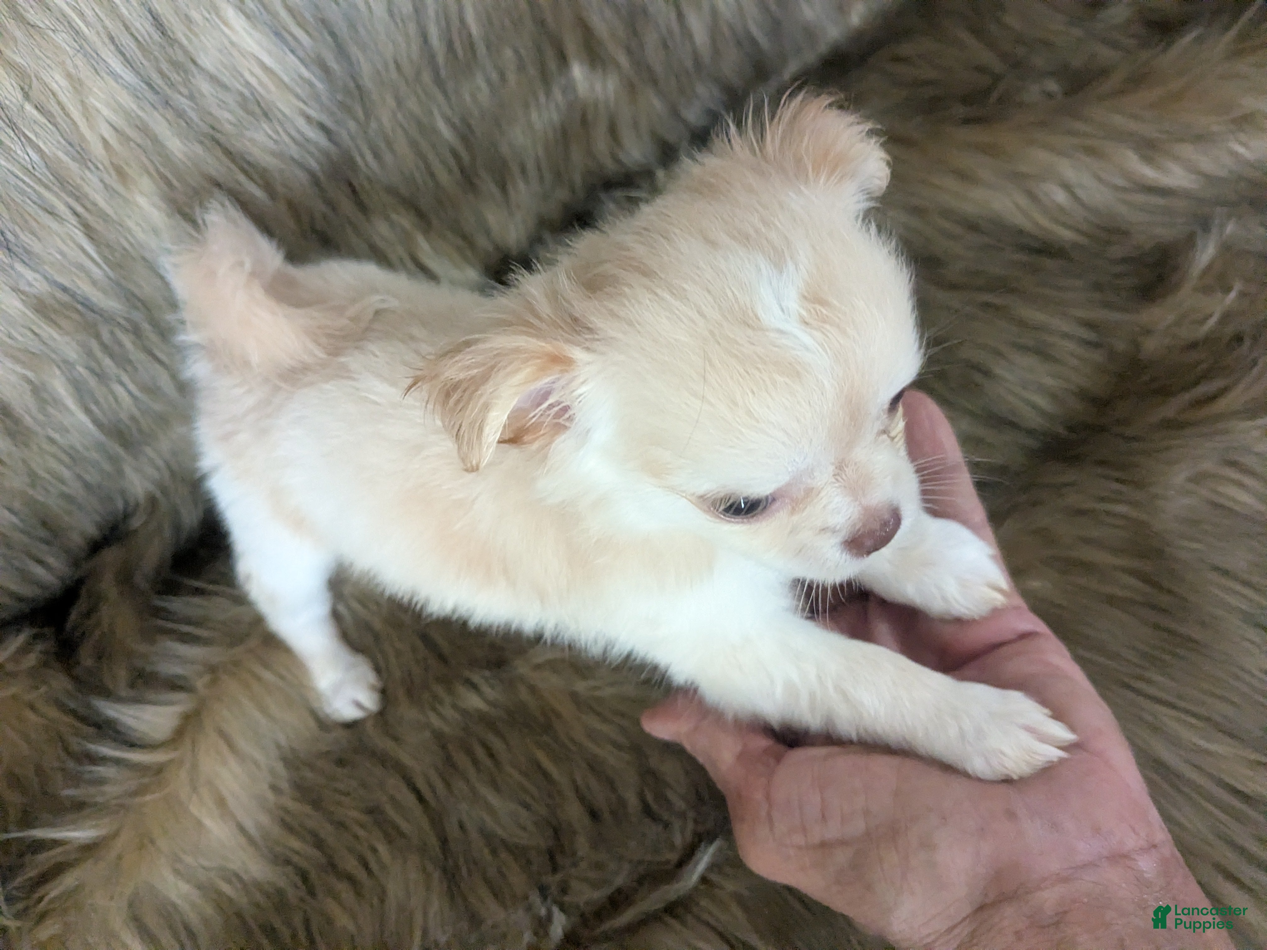 Chihuahua dogs Cherry LC Female  - Ad 3