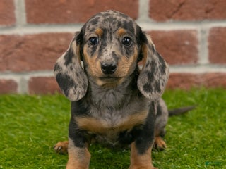 Miniature Dachshund dogs - Ad 29