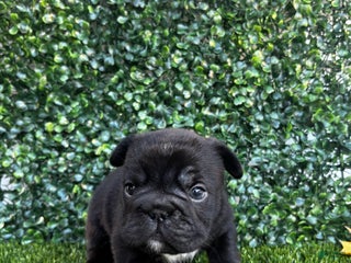 French Bulldog dogs Moon - Ad 31