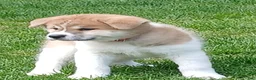 Akita dogs for sale: Rowan - Ad 7