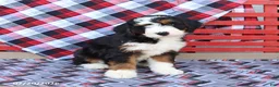 Mini Bernedoodle dogs for sale: Grover - Ad 4